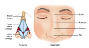 Nasal Anatomy