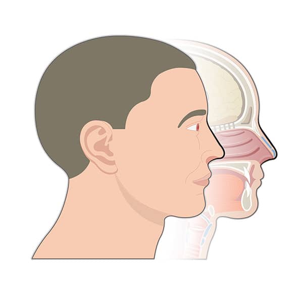What Is the Function of the Nose? 3 Main Functions
